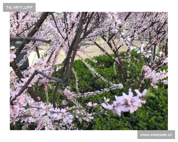 芳杳渺,寻香踏花径 芳杳渺,寻香踏花径
